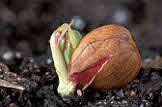 Food, Nut, Nuts, almond, almonds, prunus, prunus dulcis, Prunus amygdalus, deciduous, seedling, seedlings, germinate, germinating, germination.