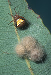 Arachnids, spiders, orb weaver spiders, orb weaving spiders, orb-weaver spiders, Nephila, orb-weavers, Araneae, Arachnida.