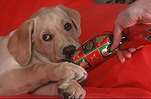 Animal, Animals, dog, dogs, mammal, mammals, placental mammal, placental mammals, carnivore, carnivores, pet, pets, puppy, puppies, young animal, young animals, baby animal, baby animals, cute animal, cute animals, domestic animal, domestic animals, domestic dog, domestic dogs, hand, hands, Christmas, christmas time, Christmas scene, Christmas scenes, christmas present, christmas presents, gift, gifts, present, presents, cracker, crackers, christmas cracker, christmas crackers, labrador, labradors, labrador dog, labrador dogs, Australia, Sport pictures, Sports, balloon images, hot air balloons