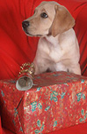 Animal, Animals, dog, dogs, mammal, mammals, placental mammal, placental mammals, carnivore, carnivores, pet, pets, puppy, puppies, young animal, young animals, baby animal, baby animals, cute animal, cute animals, domestic animal, domestic animals, domestic dog, domestic dogs, Christmas, christmas time, Christmas scene, Christmas scenes, christmas present, christmas presents, gift, gifts, present, presents, cracker, crackers, christmas cracker, christmas crackers, labrador, labradors, labrador dog, labrador dogs, Australia, Sport pictures, Sports, balloon images, hot air balloons