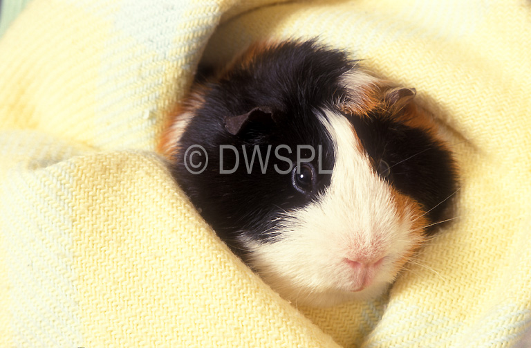 PET GUINEA PIG WRAPPED IN BLANKET