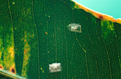 Insect, Insects, Arthropod, Arthropods, insecta, pest, pests, plant pest, plant pests, psyllid, Psyllids, sapsucking, sap sucking, sap sucking insect, sap sucking insects, sapsucking insect, sapsucking insects, sap-sucking insects, hemipterous, hemiptera, psyllidae.