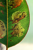 Pest, pests, plant pest, plant pests, sawfly, sawflies, phylacteopha, leafblister, leafblister sawfly, leafblister sawflies, leaf, leaves, leaf blister, leaf blister sawfly, leaf blister saw flies.