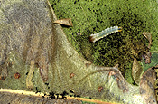 Insect, Insects, pest, pests, plant pests, nymph, Nymphs, Homopteras, Hexapoda, plant pest, plant pests, caterpillar, caterpillars.