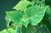 Insect, Insects, pest, Pests, plant pests, mite, mites, spider mite, spider mites, two-spotted mite, two-spotted mites, tetranychus, tetranychus urticae, red spider mite, red spider mites, primula, primulas, plant pest.