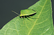 Insect, Insects, Arthropod, Arthropods, pest, pests, plant pest, plant pests, pentatomidae, hemiptera, insecta, leaf, leaves, bug, bugs, plant pests, stink bug, stink bugs, green stink bug, Green stink bugs, Plautia affinis, violet, violets, African violet, African violet, bronze orange bug, bronze orange bugs.