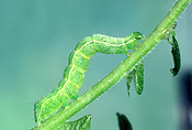 Lepidoptera, noctuidae, insect, insects, Arthropod, Arthropods, insecta, caterpillar, caterpillars, pests, plant pests, looper, loopers, looper caterpillar, looper caterpillars.