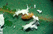 Insects, insect, Arthropod, Arthropods, insecta, plant pest, plant pests, pest, pests, psyllid, psyllids.