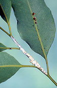 Insect, Insects, Hemiptera, hemipterous, pest, pests, scale, scales, plant pest, plant pests, eucalyptus, eucalyptus tree, eucalyptus trees, gum tree, gum trees.