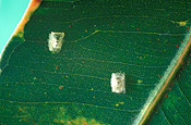 Insect, Insects, Arthropod, Arthropods, insecta, pest, pests, plant pest, plant pests, psyllid, Psyllids, sapsucking, sap sucking, sap sucking insect, sap sucking insects, sapsucking insect, sapsucking insects, sap-sucking insects, hemipterous, hemiptera, psyllidae.
