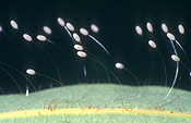 Insect, Insects, Arthropod, Arthropods, insecta, neuroptera, lacewing, lacewings, lace wing, lace wings, lacewing egg, lacewing eggs, egg, eggs, invertebrate, invertebrates.