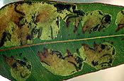 Pest, pests, plant pest, plant pests, sawfly, sawflies, larvae, phylacteopha, leafblister, leafblister sawfly, leafblister sawflies, leaf, leaves, leaf blister, leaf blister sawfly, leaf blister saw flies, eucalyptus, eucalyptus tree, eucalyptus trees, gum tree, gum trees.