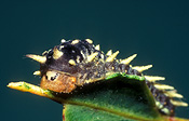 Insect, Insects, lepidoptera, Arthropod, Arthropods, insecta, caterpillar, caterpillars, pests, plant pests, larva, larvae, cup moth, cup moth caterpillar, spine, spines, Cup moth caterpillars, cup-moth caterpillar, cup-moth caterpillars, lepidoptera.