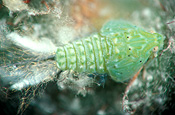 Insect, insects, Homopteran nymph, pest, pests, plant pest, plant pests, homoptera, homopteran, nymph, nymphs, plant pests.
