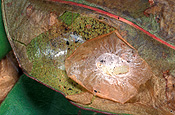 Insect, insects, Homopteran nymph, pest, pests, plant pest, plant pests, homoptera, homopteran, plant pests.