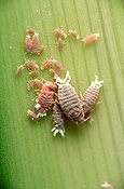 Insect, insects, mealybug, mealybugs, agapanthus, mealy bug, mealy bugs.