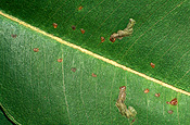 Pest, pests, plant pest, Plant pests, sawfly, Arthropod, Arthropods, insecta, sawflies, insect, insects.
