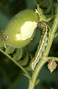 Pest, pests, plant pest, plant pests, caterpillar, caterpillars, heliothis.