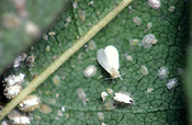 Insect, insects, pest, pests, plant pest, plant pests, Hemiptera, hemipterous, white flies, white fly, whitefly, whiteflies, greenhouse, Greenhouse white fly, greenhouse white flies, tomato, tomatoes, vegetable, vegetables, nymph, nymphs, fly, flies, Whiteflies.