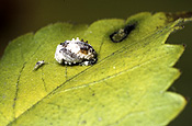 Insect, insects, ladybird, ladybirds.