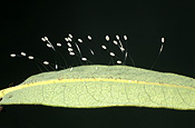 Insect, Insects, Arthropod, Arthropods, insecta, neuroptera, lacewing, lacewings, lace wing, lace wings, lacewing egg, lacewing eggs, egg, eggs, invertebrate, invertebrates.