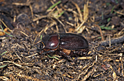 Insect, insects, beetle, beetles, dung, dung beetle, dung beetles, sandy, northern sandy, scarabaeidae, northern sandy dung beetle, euoniticellus, intermedius, euoniticellus intermedius, soil, coleoptera, scarab, scarab beetle, scarab beeltes.