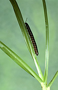 Australia, insect, insects, Arthropod, Arthropods, insecta, millipede, millipedes, diplopoda, arthropod, arthropods, invertebrate, invertebrates.