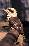 Animal, Animals, Bird, Birds, Dacelo gigas, gigas, Australian, Australian bird, Australian birds, Kookaburra, Kookaburras, Laughing, Laughing kookaburra, Laughing kookaburras, Jackass, Laughing jackass, Dacelo, Dacelo novaeguineae, novaeguinea, Halycyonidae, Kingfisher, kingfishers, Forest kingfisher, forest kingfishers, Coraciiformes, fence, fences.