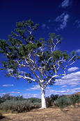 Tree, Trees, Gum tree, Gum trees, eucalyptus, eucalyptus tree, eucalyptus trees, ghost gum, ghost gums, outback, australian outback, outback australia, australia, nt, northern territory.