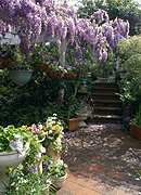 Garden, gardens, courtyard, courtyards, wisteria, pergola, pergolas.