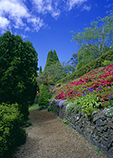 Garden, gardens, footpath, footpaths, path, paths, pathway, pathways, wall, walls, garden wall, garden walls, tree, trees, azalea, azaleas.