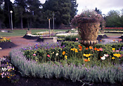 Garden, gardens, pot, pots, papaveraceaeoutdoor pot, outdoor pots, garden pot, garden pots, jasmine, jasmin, poppy, poppies, papaver, Flora, flower, flowers, urn, urns, lavender, lavandula, iceland, iceland poppy, iceland poppies, papaver nudicaule, nudicaule, papaveraceae.