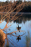 Australia, act, australian capital territory, canberra, yarramundi, yarramundi reach, lake burley griffin, lake, lakes, burley griffin, water, Animal, Animals, Bird, birds, darter bird, darter birds, Anhinga, melanogaster, snake bird, snake biards, Anhinga melanogaster.