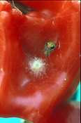 Vegetable, vegetables, capsicum, capsicums, chilli, chillies, spider, spiders, egg, eggs, arachnid, arachnids, arachnidae, chili, chilies.