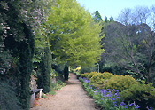 Garden, Gardens, Australia, New South Wales, blue mountains, great dividing range, lindfield, lindfield garden, lindfield gardens, footpath, footpaths, path, paths, pathway, pathways, tree, trees, iris, wood, woods, forest, forests.