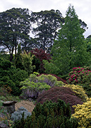 Garden, gardens, Australia, New South Wales, blue mountains, great dividing range, tree, trees.