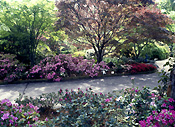 Garden, Gardens, Australia, New South Wales, blue mountains, great dividing range, footpath, footpaths, path, paths, pathway, pathways, azalea, azaleas, rhododendron, rhododendrons.