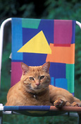 Animal, animals, bell, bells, collar, collars, felis, felis catus, feline, felines, mammal, mammals, placental mammal, placental mammals, cat, cats, carnivore, carnivores, carnivora, felidae, pet, pets, domestic animal, domestic animals, domestic cat, domestic cats, chair, chairs, furniture, outdoor furniture, collar, collars, cat collar, cat collars.