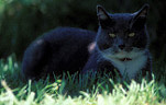 Animal, animals, felis, felis catus, feline, felines, mammal, mammals, placental mammal, placental mammals, cat, cats, carnivore, carnivores, carnivora, felidae, pet, pets, domestic animal, domestic animals, domestic cat, domestic cats, eye, eyes.