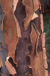 Tree, trees, pattern, patterns, bark, tree bark, bark of tree, bark of trees, eucalypt, eucalypts, eucalyptus, eucalyptus tree, eucalyptus trees, gum tree, gum trees, gumtree, gumtrees, trunk, tree trunk, tree trunks.