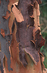 Tree, trees, pattern, patterns, bark, tree bark, bark of tree, bark of trees, eucalypt, eucalypts, eucalyptus, eucalyptus tree, eucalyptus trees, gum tree, gum trees, gumtree, gumtrees, trunk, tree trunk, tree trunks.