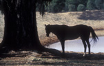 Australia, New South Wales, rural, rural scene, rural scenes, Animal, Animals, Horse, Horses, dam, dams, silhouette, silhouettes, tree, trees, water, water storage.
