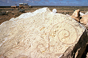 Australia, fossil, fossils, fossilized, insect, insects, moth, moths, organism, organisms, paleontology, gastropod, gastropods.