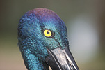 Ciconiiformes, ciconiidae, jabiru, jabirus, stork, storks, black-necked, black-necked stork, black-necked storks, policeman-bird, policeman-birds, ephippiorhynchus, ephippiorhynchus asiaticus, asiaticus, Animal, Animals, Bird, Birds, Australian bird, Australian birds, jabiru, jabirus, stork, storks, black-necked stork, black-necked storks, policeman-bird, policeman-birds, ephippiorhynchus, ephippiorhynchus asiaticus, Broome, Xenorynchus, Xenorynchus asiaticus, eye, eyes, birds eye, birds eyes.