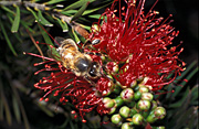 Insect, insects, Bee, Bees, bottlebrush, callistemon, bumble bee, bumble bees, honey, bumblebee, bumblebees, honeybee, honeybees, honey bee, honey bees, pollinate, pollinating, pollination.