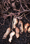 Food, nut, nuts, peanut, peanuts, virginia, virginia peanut, virginia peanuts, arachis, fabaceae, Arachis hypogaea, hypogaea, soil.