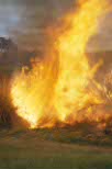 Australia, Vic, Victoria, fire, fires, spiny rush, juncus, acutus, flame, flames, weed, weeds, werribee, werribee zoo, zoo, zoos, smoke, cloud, clouds, IS47,