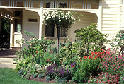 Garden, gardens, australia, vic, victoria, carlton, carlton garden, carlton gardens, rose, roses, rosa, standard, standards, standard rose, standard roses, standard rose bush, standard rose bushes, rose bush, rose bushes, IS47,