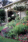 Garden, gardens, australia, vic, victoria, carlton, carlton garden, carlton gardens, rose, roses, rosa, standard, standards, standard rose, standard roses, standard rose bush, standard rose bushes, rose bush, rose bushes, IS47,