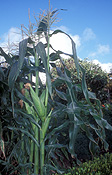Vegetable, vegetables, Gramineae, Zea, Zea mays, mays, Corn, sweet corn, sweetcorn, Maize, Mealy, mealies, Kuranda, australia, IS47,